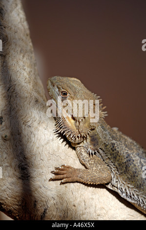 Bartagame, Amphibolurus Barbatus, Northern Territory, Australien Stockfoto