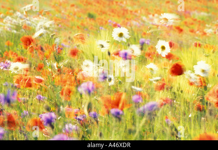 Bereich der Oxeye Daisys, Mohn und blauen Kornblumen, die durch den Wind bewegt. Stockfoto