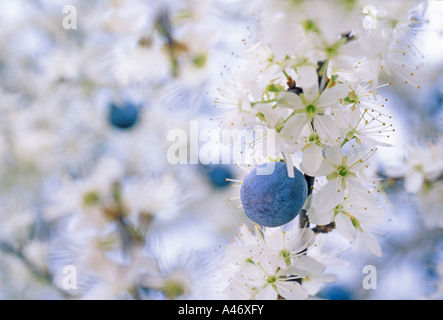 Schlehe Busch mit Beeren aus dem Jahr vor der Blüte. Stockfoto