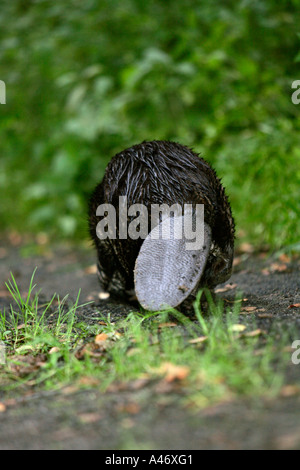 Europäischer Biber Stockfoto