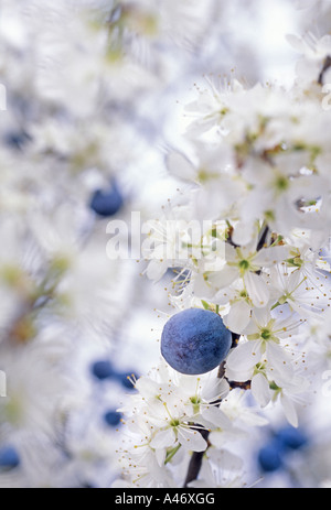 Schlehe Busch mit Beeren aus dem Jahr vor der Blüte. Stockfoto