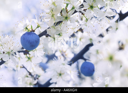 Schlehe Busch mit Beeren aus dem Jahr vor der Blüte. Stockfoto