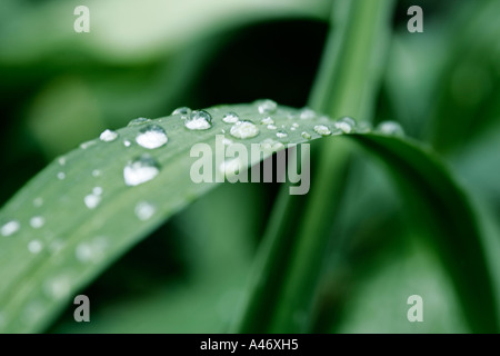 Grashalm mit Wassertropfen Stockfoto