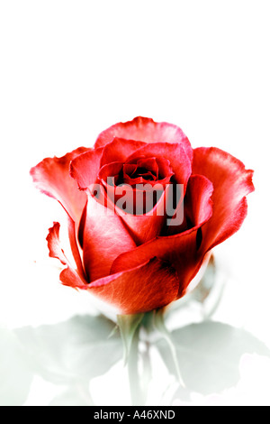 Eine einzelne rote rose auf weißem Hintergrund Stockfoto