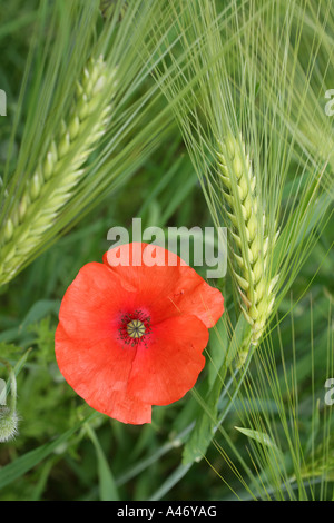 Mohn (Papaver Rhoeas) Blüten in ein Gerstenfeld Stockfoto