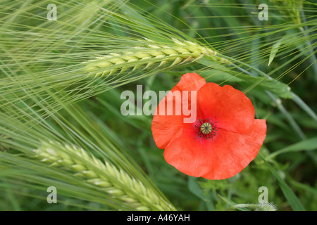 Mohn (Papaver Rhoeas) Blüten in ein Gerstenfeld Stockfoto