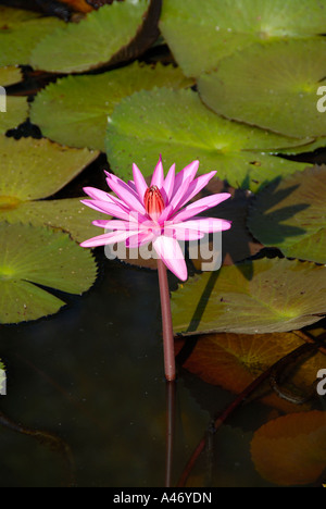 Indien-Rote Seerose rot Pondlily Nymphaea Rubra polaren Kambodscha Stockfoto