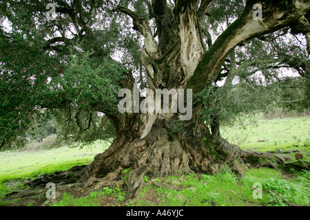 Alten Olivenbaum Stockfoto