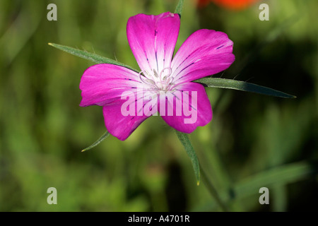 Mais Cockle (Agrostemma umbellatum) Stockfoto