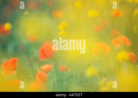 Wiese mit Mohn und gelbe Oxeye Daisys in Toskana, Italien. Stockfoto