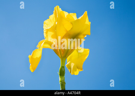 Iris germanica Stockfoto