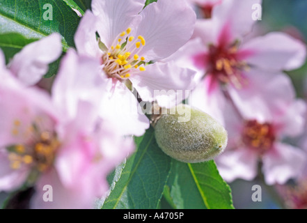 Mandelblüte in Spanien, Frühling. Stockfoto