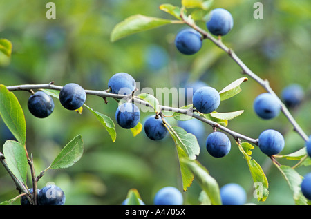 Schlehe Busch mit Beeren aus dem Vorjahr. Stockfoto