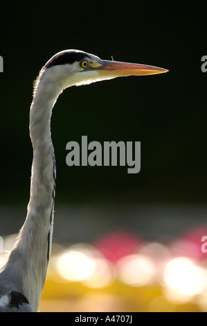 Europäische Graureiher (Ardea Cinerea)-Porträt Stockfoto