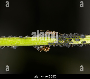 Pflanze Läuse (Aphidoidea) auf Klatschmohns (Papaver Rhoeas) werden durch Ameisen (Formidicae) gemolken wird Stockfoto