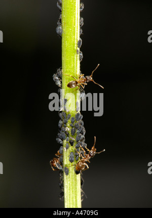 Pflanze Läuse (Aphidoidea) auf Klatschmohns (Papaver Rhoeas) werden durch Ameisen (Formidicae) gemolken wird Stockfoto