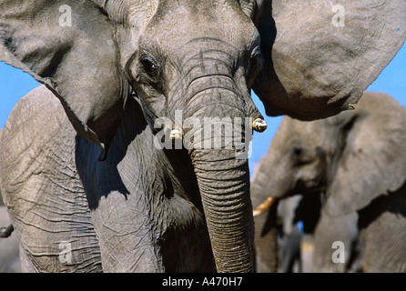 Afrikanischer Elefant Loxodonta Africana In aggressiven Haltung Sub-Sahara-Afrika Stockfoto