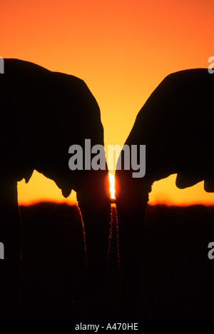 Afrikanischer Elefant Loxodonta Africana Silhouette gegen Sonnenuntergang Etosha Nationalpark Namibia Sub-Sahara-Afrika Stockfoto