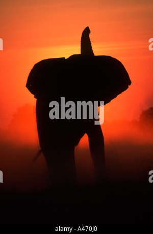 Afrikanischer Elefant Loxodonta Africana Silhouette gegen Sonnenuntergang Sub-Sahara-Afrika Stockfoto