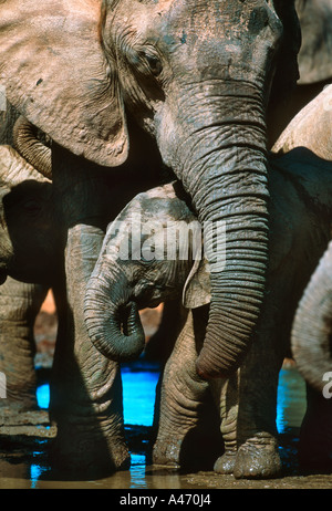 Afrikanischer Elefant Loxodonta Africana trinken am Wasserloch Addo Elephant National Park in Südafrika Stockfoto
