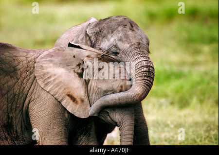 Afrikanischer Elefant Loxodonta Africana Kälber interagieren und spielen Amboseli Nationalpark Kenia Dist Sub-Sahara-Afrika Stockfoto