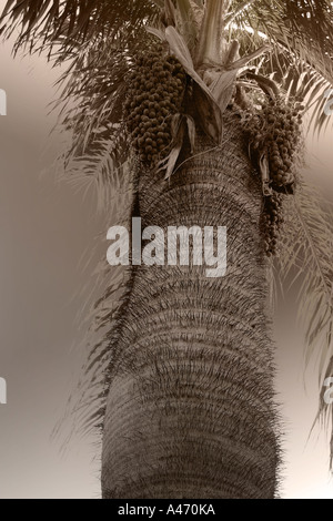 Palme, Kuba Stockfoto