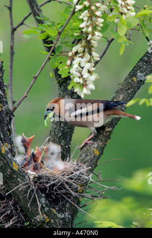 Kernbeißer Stockfoto