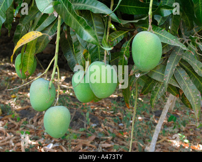 Es gibt viele grüne rohen Mangos für Bäume hängen. Stockfoto