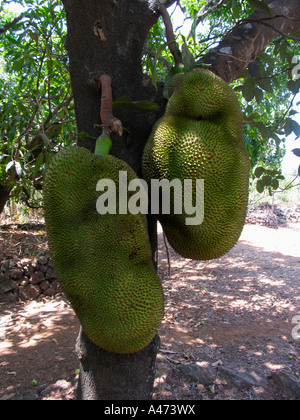 Ein paar Jackfrüchte an einem Baum hängen. Stockfoto