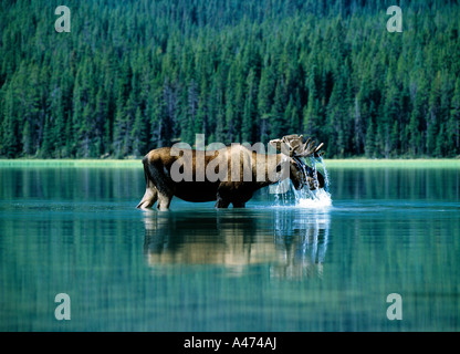 kanadische Tiere weiden auf dem ruhigen Wasser eines Sees gegen Baum gesäumt Bergseite, Stockfoto