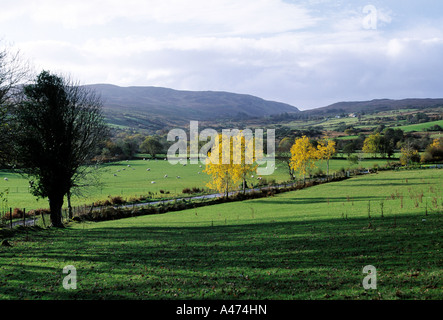 Irland, irische Grafschaft Donegal, Ardara, Bäume in herbstlichen Farben in einem grünen Feld, Schönheit in der Natur, Stockfoto