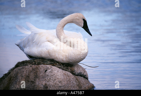 Ein Trompeter Schwan ruht auf einem riesigen Felsbrocken in einem Teich in der Nähe der Lamar Valley des Yellowstone National Park. Stockfoto