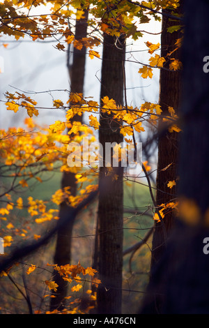 Ahornbäume blaze Herbst Farbe im südlichen Vermont Stockfoto