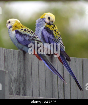 ZWEI AUSTRALISCHE PALE KONFRONTIERT ROSELLA VÖGEL AUF EINEM ZAUN PLATYCERCUS ADSCITUS Stockfoto