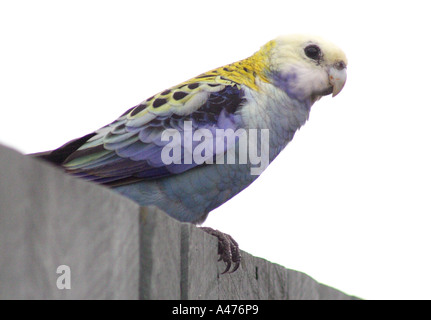 AUSTRALISCHE PALE KONFRONTIERT ROSELLA VOGEL PLATYCERCUS ADSCITUS Stockfoto