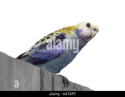 AUSTRALISCHE PALE KONFRONTIERT ROSELLA VOGEL PLATYCERCUS ADSCITUS Stockfoto