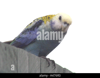 AUSTRALISCHE PALE KONFRONTIERT ROSELLA VOGEL PLATYCERCUS ADSCITUS Stockfoto