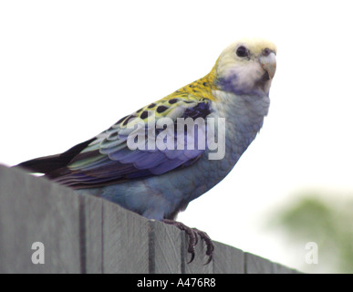 AUSTRALISCHE PALE KONFRONTIERT ROSELLA VOGEL PLATYCERCUS ADSCITUS Stockfoto