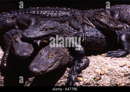 Eine Gruppe der Krokodile Stockfoto