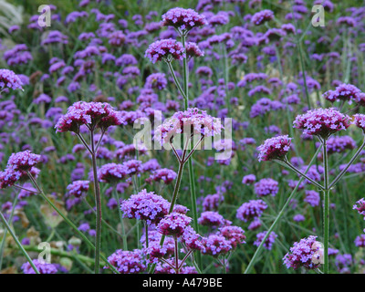 Verbena Bonariensis im Garten Stauden mehrjährige Grenze Stockfoto