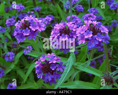 Verbena Rigida V Venosa im Garten Stauden mehrjährige Grenze Stockfoto