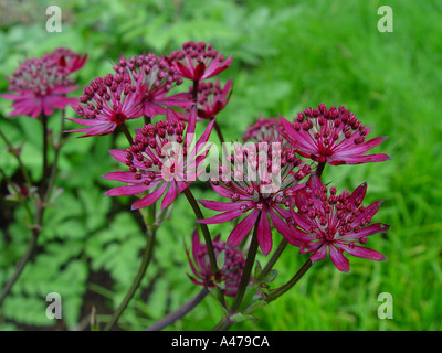 Astrantia große Rubra im Garten Stauden mehrjährige Grenze Stockfoto
