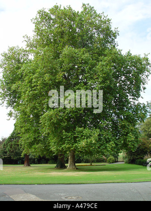 Platanus X hispanica Syn P acerifolia Stockfoto