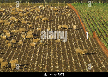 Lämmer auf Hackfrüchte Mast Stockfoto