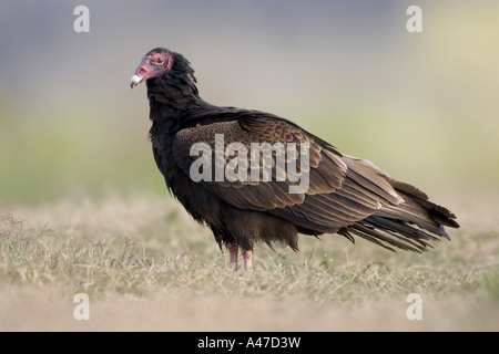 Türkei-Geier steht auf dem La Chua Trail in Paynes Prairie State Florida zu bewahren Stockfoto