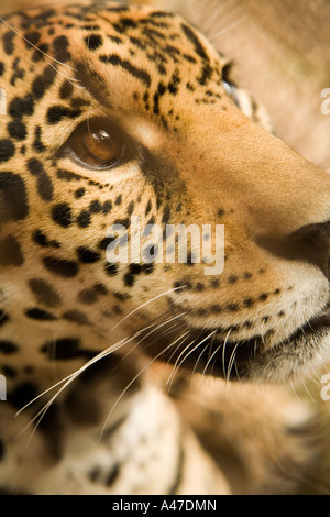 Jaguar im Zoo Santa Cruz, Bolivien Stockfoto