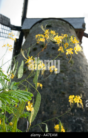 Stolz von Barbados Blumen, Morgan Lewis Windmill, St. Andrew, Barbados, 8/06 Stockfoto