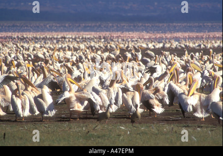 Eine große Herde von weißen Pelikane putzen und pflegen sich auf dem Ufer von Lake Nakuru Kenia in Ostafrika Stockfoto