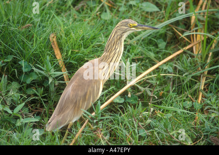 Rallenreiher ARDEOLA RALLOIDES Kenia in Ostafrika Stockfoto