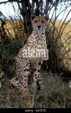 Alert Erwachsenen Gepard sitzt auf Hanken im Schatten eines Busches Masai Mara National Reserve Kenia in Ostafrika Stockfoto